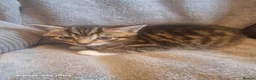 British Shorthair cats for sale: Beautiful Tabby and grey Tabby kittens  - Advert 9