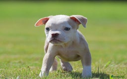 Old Tyme Bulldog dogs for sale: 5⭐️RATED, LICENSED. 23 YEARS EXPERIENCE  - Image 5