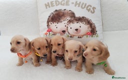 Miniature Dachshund dogs for sale: MINI DACHSHUND CREAM PRA CLEAR - Image 8