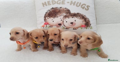 Miniature Dachshund dogs - Advert 1