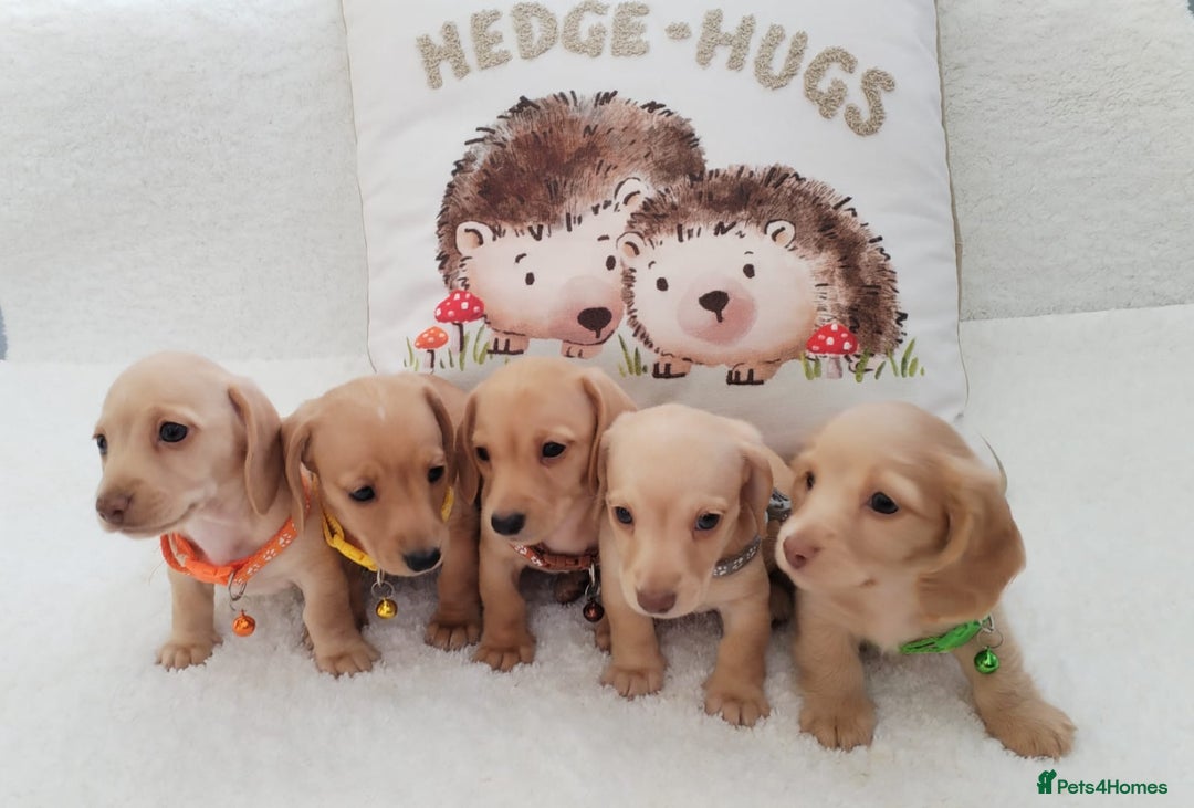 Miniature Dachshund dogs for sale: MINI DACHSHUND CREAM PRA CLEAR - Image 8