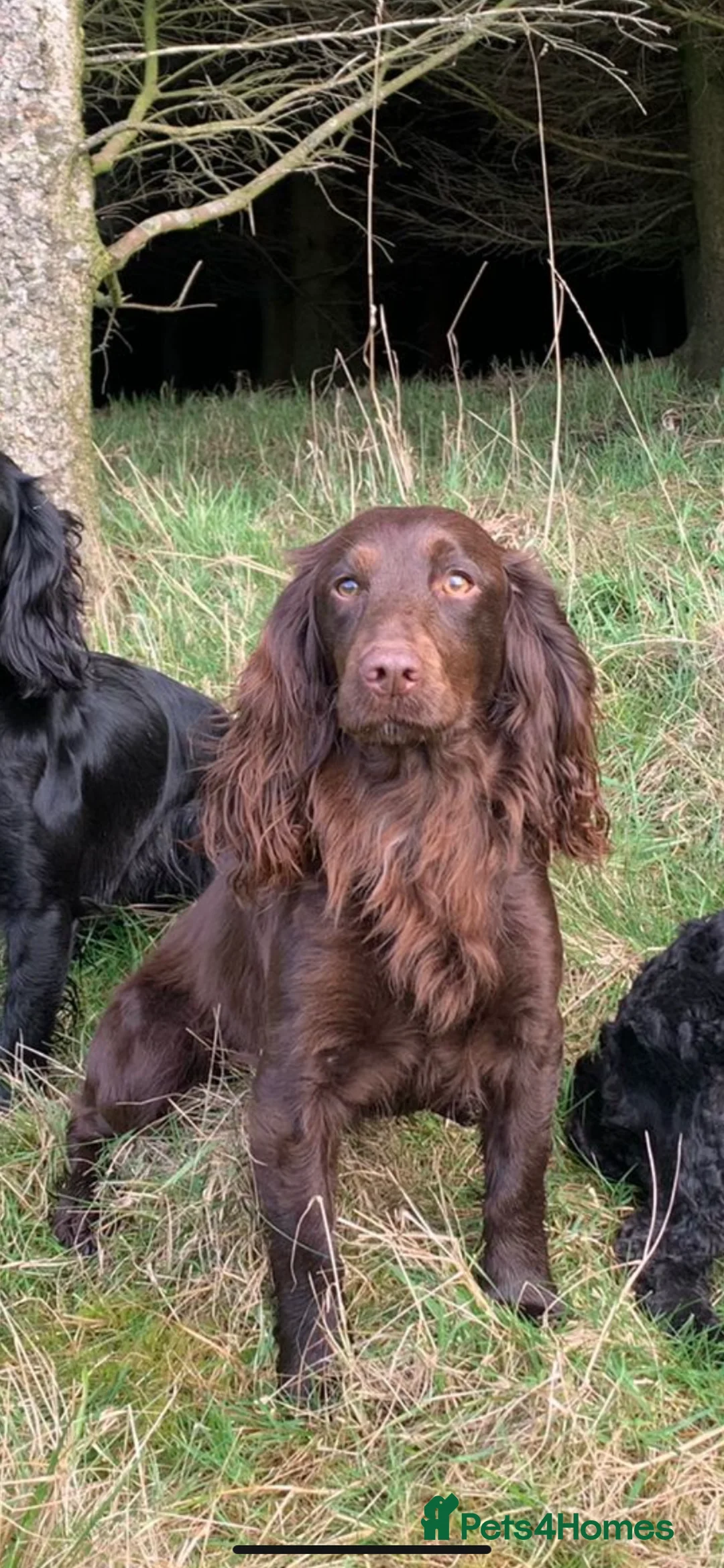 Cocker Spaniel dogs for sale: Working cocker spaniel puppies - Advert 1