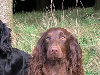 Cocker Spaniel dogs Working cocker spaniel puppies - Advert 1