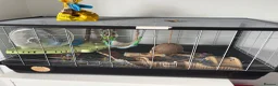 Mouse rodents for sale: Fancy Mice for sale in Wokingham - Advert 7