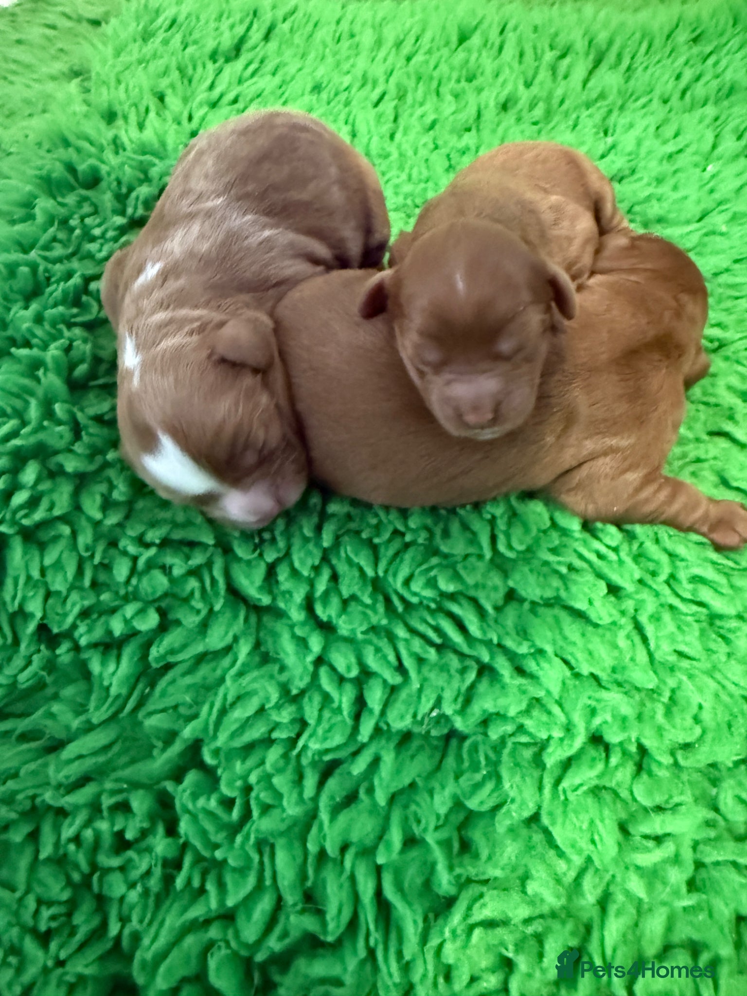 Cavapoo dogs for sale: Cavapoo puppies,health tested parents 5* licensed  - Advert 4
