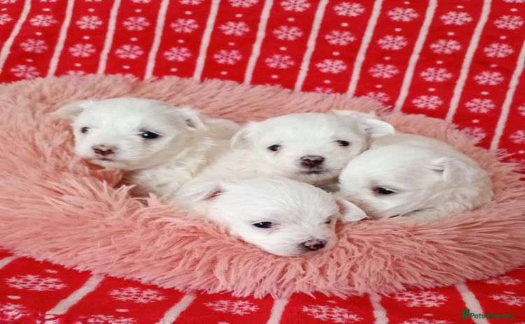 Maltese dogs - Advert 5