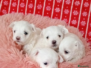 Maltese dogs - Advert 1
