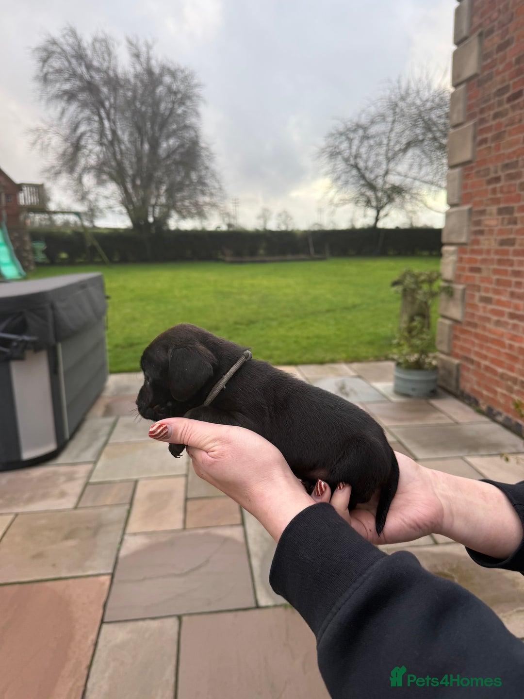 Mixed Breed dogs for sale: COCKER SPANIEL X PATERDALE TERRIER - Advert 7