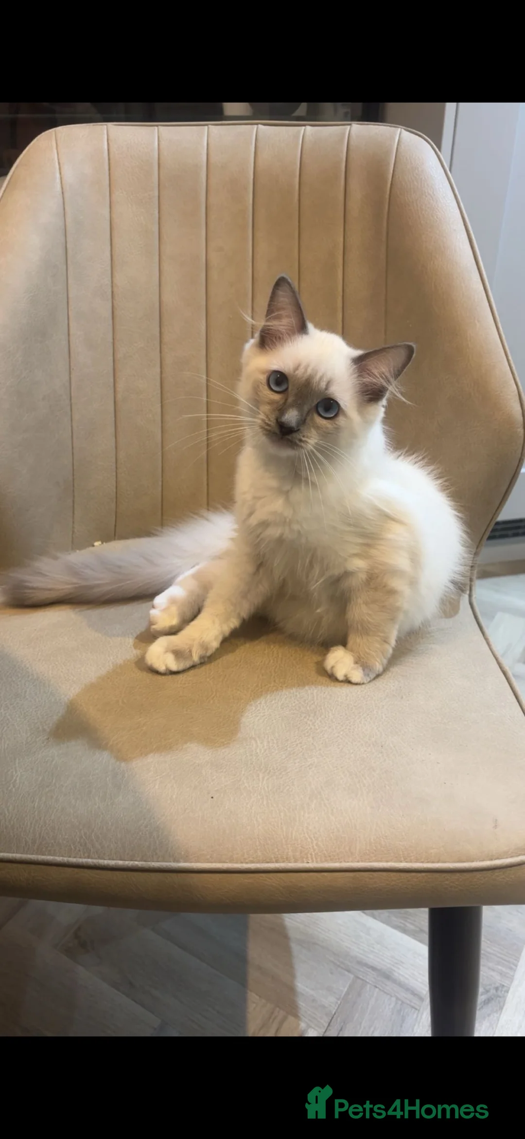 Ragdoll cats for sale: Beautiful boy ragdoll for sale  - Advert 2