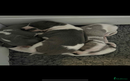 Whippet dogs for sale: KC registered Whippet Pups for Sale - Image 8