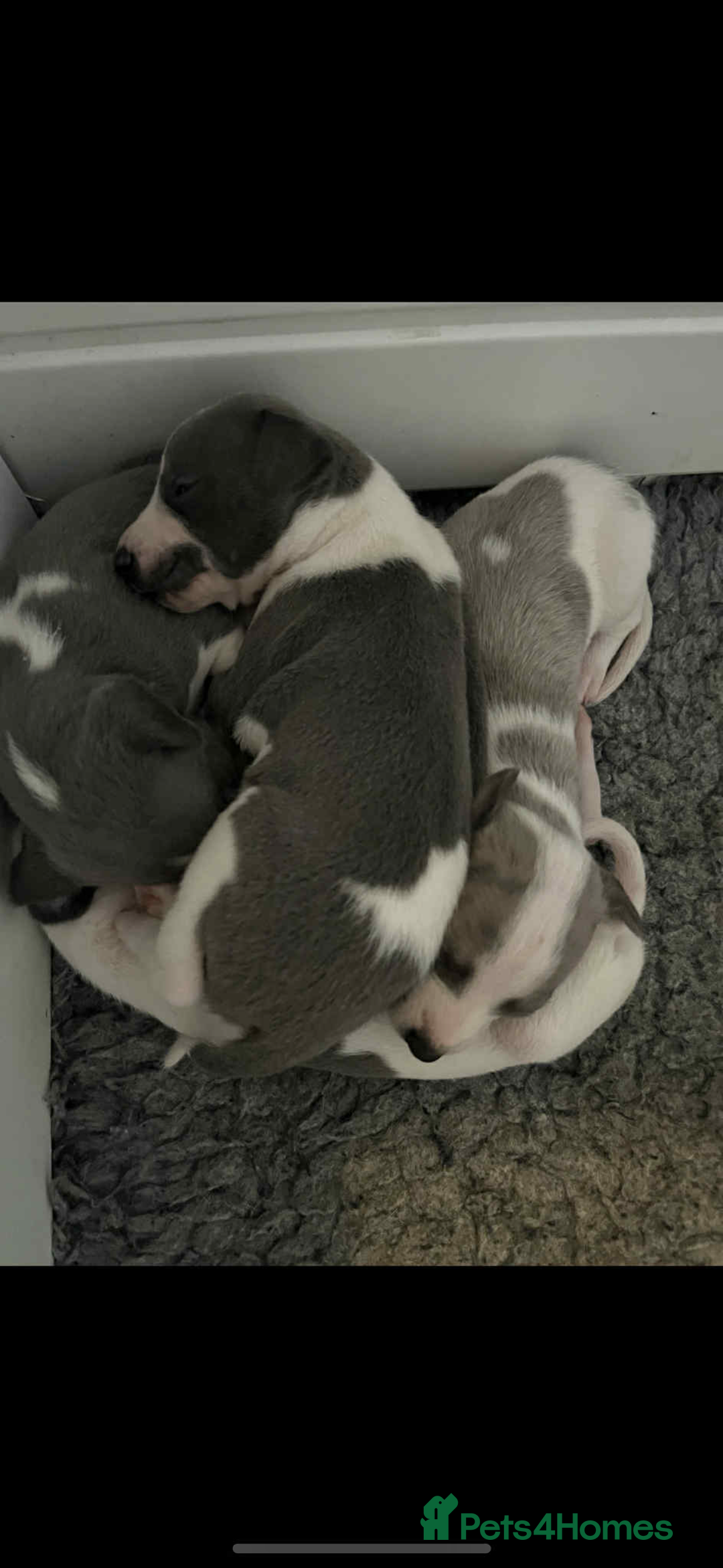 Whippet dogs for sale: KC registered Whippet Pups for Sale - Image 8