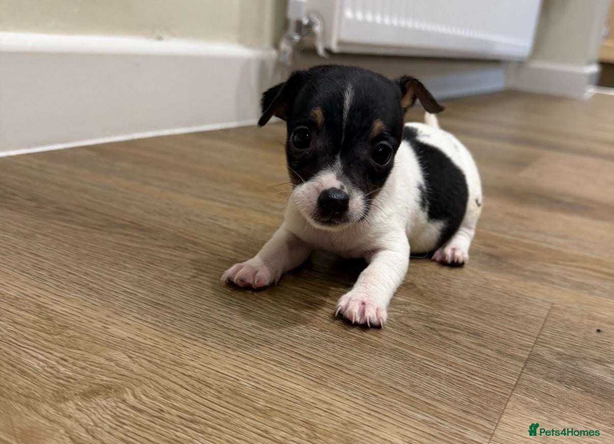 Jack Russell dogs Girl Jack Russell puppy - Advert 1