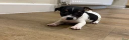 Jack Russell dogs for sale: Girl Jack Russell puppy in Ashington - Advert 1