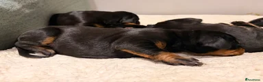 Dobermann 1