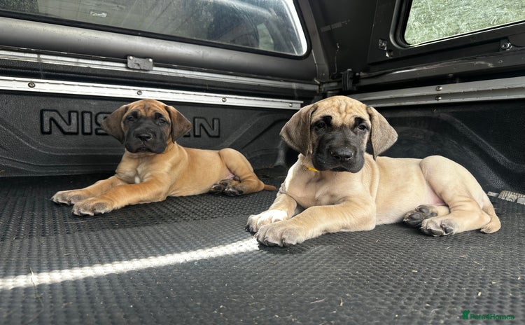 Great Dane dogs - Advert 1