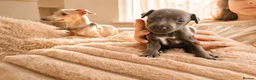 Italian Greyhound dogs for sale: 1 BOY LEFT Italian Greyhound Puppies - Advert 15