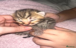 Bengal cats for sale: Stunning bengal x bsh kittens  - Advert 22