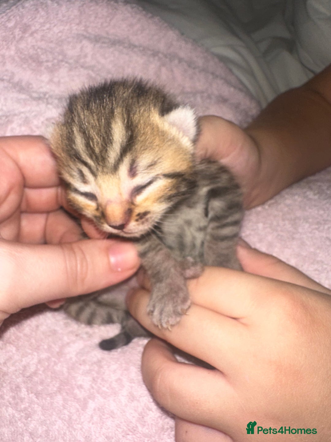 Bengal cats for sale: Stunning bengal x bsh kittens  - Advert 22