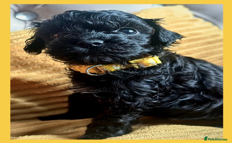 Cavapoo dogs - Advert 4