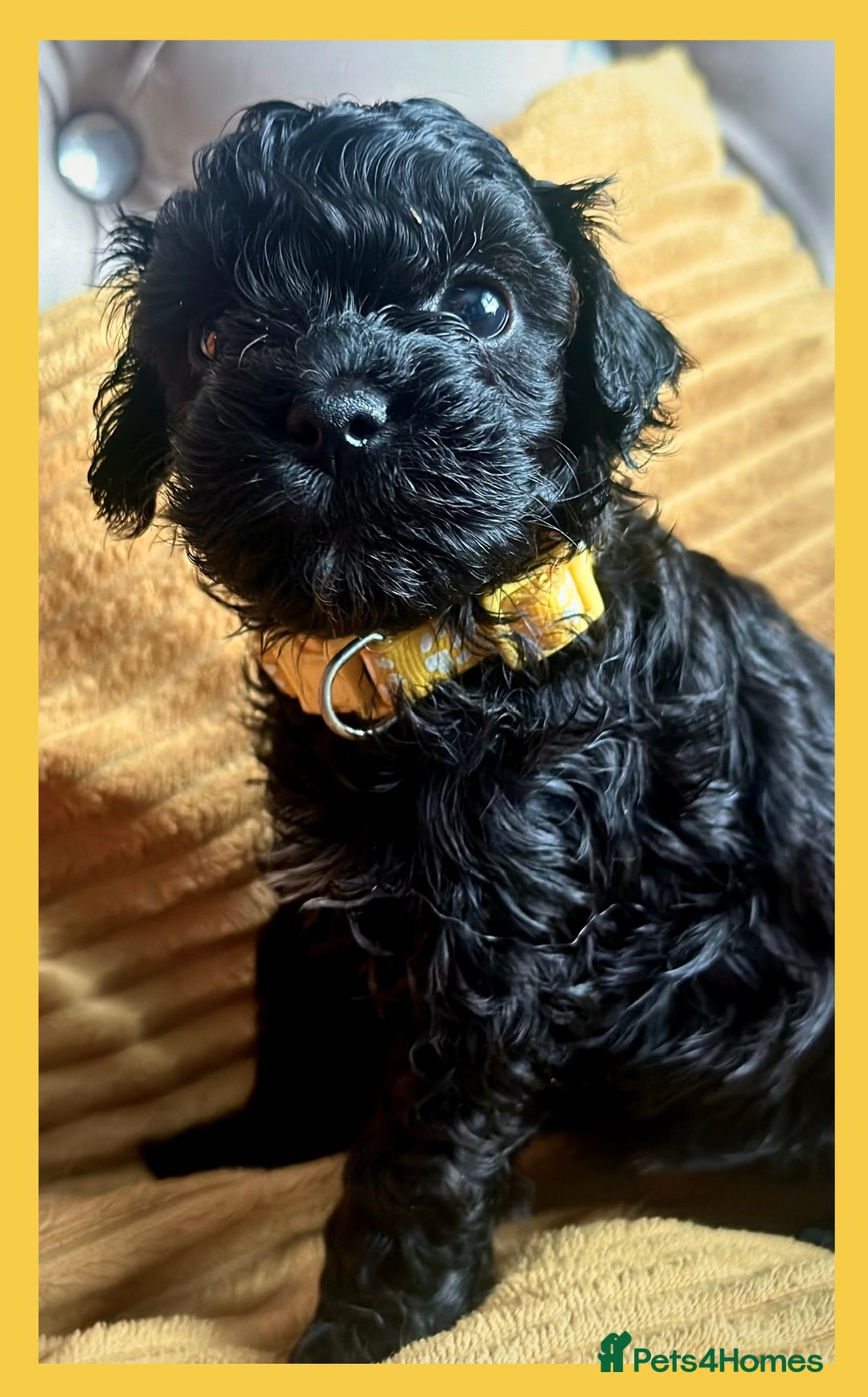 Cavapoo dogs for sale: F1 TOY CAVAPOOS ‘ONYX’ HEALTH TESTED - Image 1