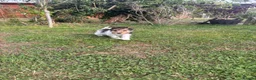 Fox Terrier dogs for sale: 5 X Beautiful Wire Fox Terrier Puppies - Advert 20