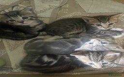 Mixed Breed cats for sale: Mixed breed ragdoll & tabby kittens - Image 16