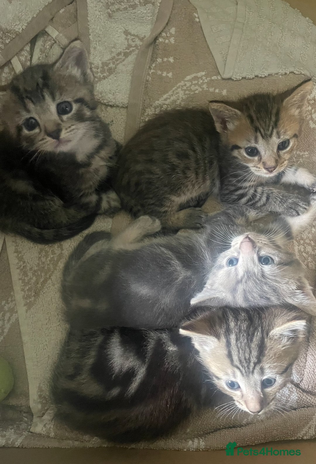 Mixed Breed cats for sale: Mixed breed ragdoll & tabby kittens - Image 16