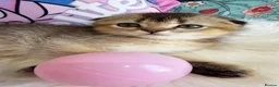 Scottish Fold cats for sale: 🐾 Stunning Scottish kitties 🐾 - Advert 31