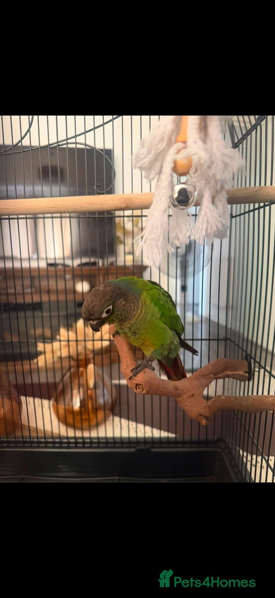 Conures birds Green cheek conure - Advert 3