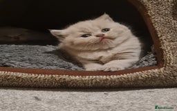 British Shorthair cats for sale: British shorthair  - Image 1