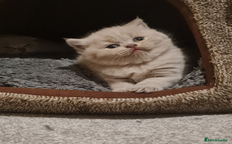 British Shorthair cats - Advert 7