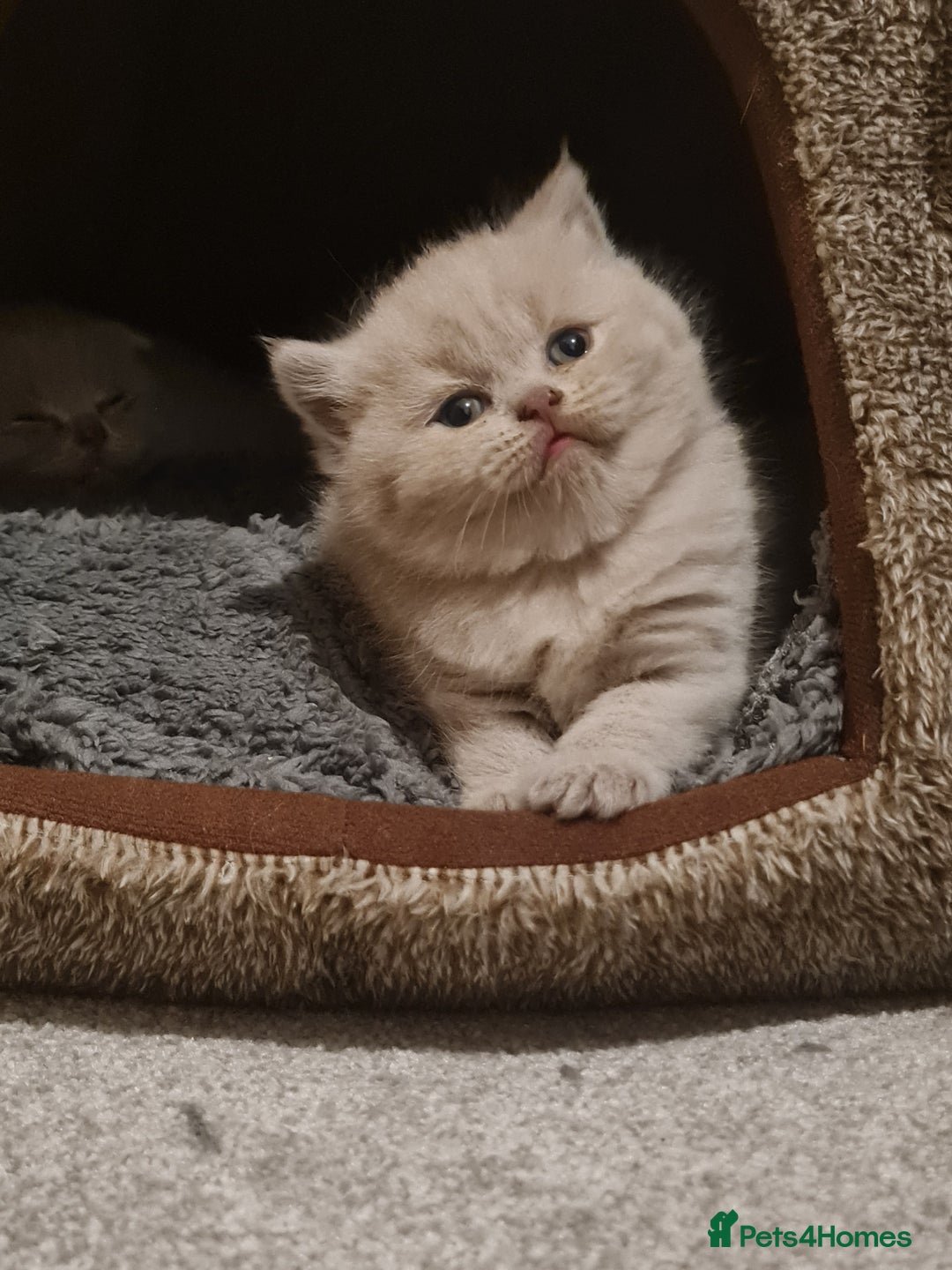 British Shorthair cats for sale: British shorthair  - Image 1