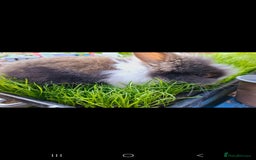 Lionhead rabbits for sale: Beautiful Female LionheadLop-URGENT - Advert 9