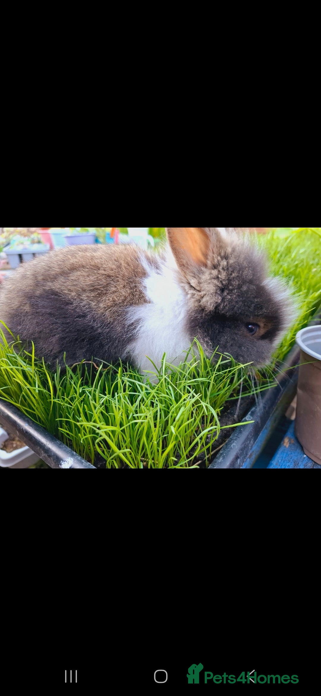 Lionhead rabbits for sale: Beautiful Female LionheadLop-URGENT - Advert 9