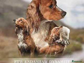 Cocker Spaniel dogs Fred the Red in Ashford - Advert 17