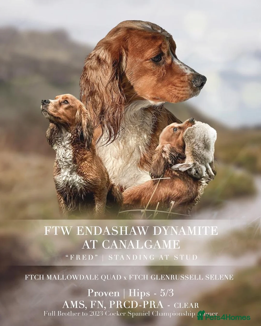 Cocker Spaniel dogs for stud: Fred the Red in Ashford - Advert 1