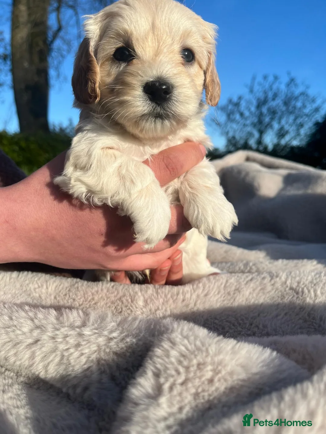 Maltipoo dogs for sale: Maltipoo puppies in Kirriemuir - Advert 2
