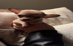 Chihuahua dogs for sale: Last little chihuahua boy - Image 3