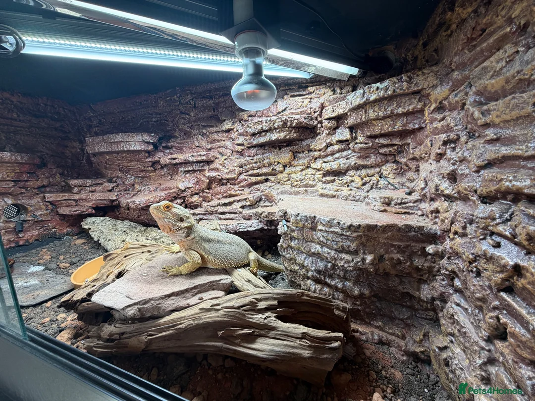 Bearded Dragon reptiles for sale: Bearded dragon and full set up for sale! in Mirfield - Advert 7