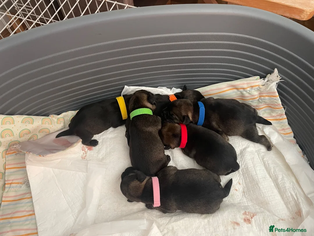 Border Terrier dogs for sale: 5 absolutely gorgeous girls and a bruiser of a boy - Advert 11