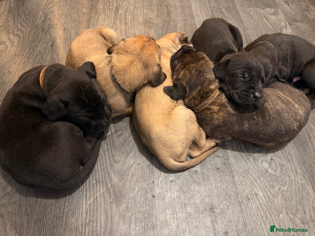 Mixed Breed dogs for sale: Came Corso X Puppies - Image 28