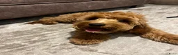 Cockapoo dogs for sale: Milo Cockerpoo Looking for His Forever Home ❤️ in Bilston - Advert 4