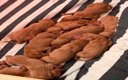 Hungarian Vizsla dogs for sale: Hungarian Vizsla - Image 13