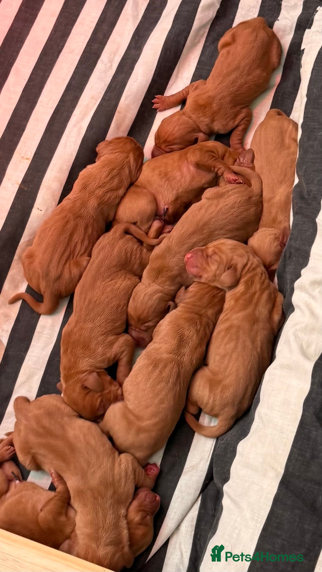 Hungarian Vizsla dogs for sale: Hungarian Vizsla - Image 13