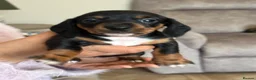 Miniature Dachshund dogs for sale: Miniature dachshund - Advert 6