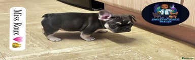 French Bulldog Puppy 2