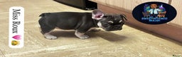 French Bulldog dogs for sale: French bulldogs - Advert 3