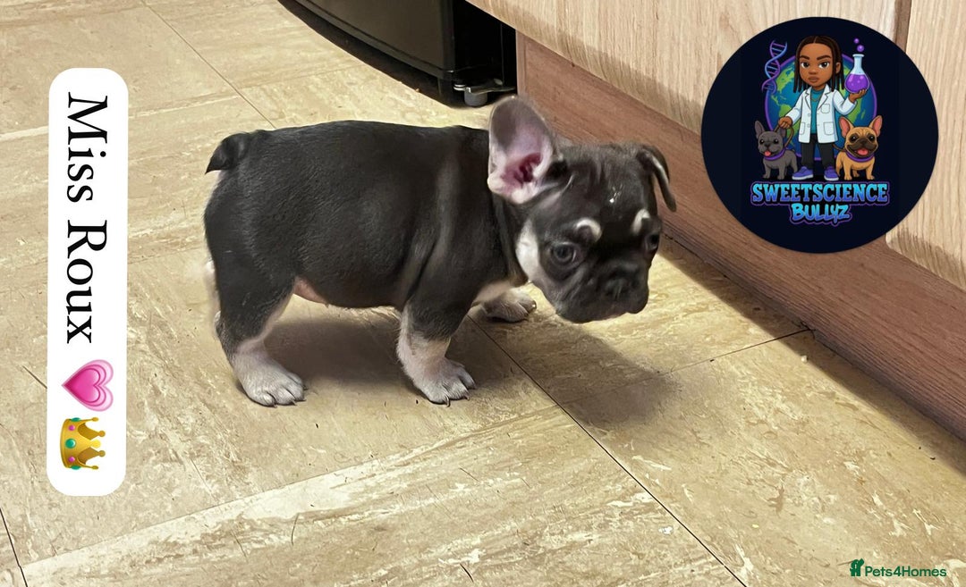 French Bulldog dogs for sale: French bulldogs - Advert 3