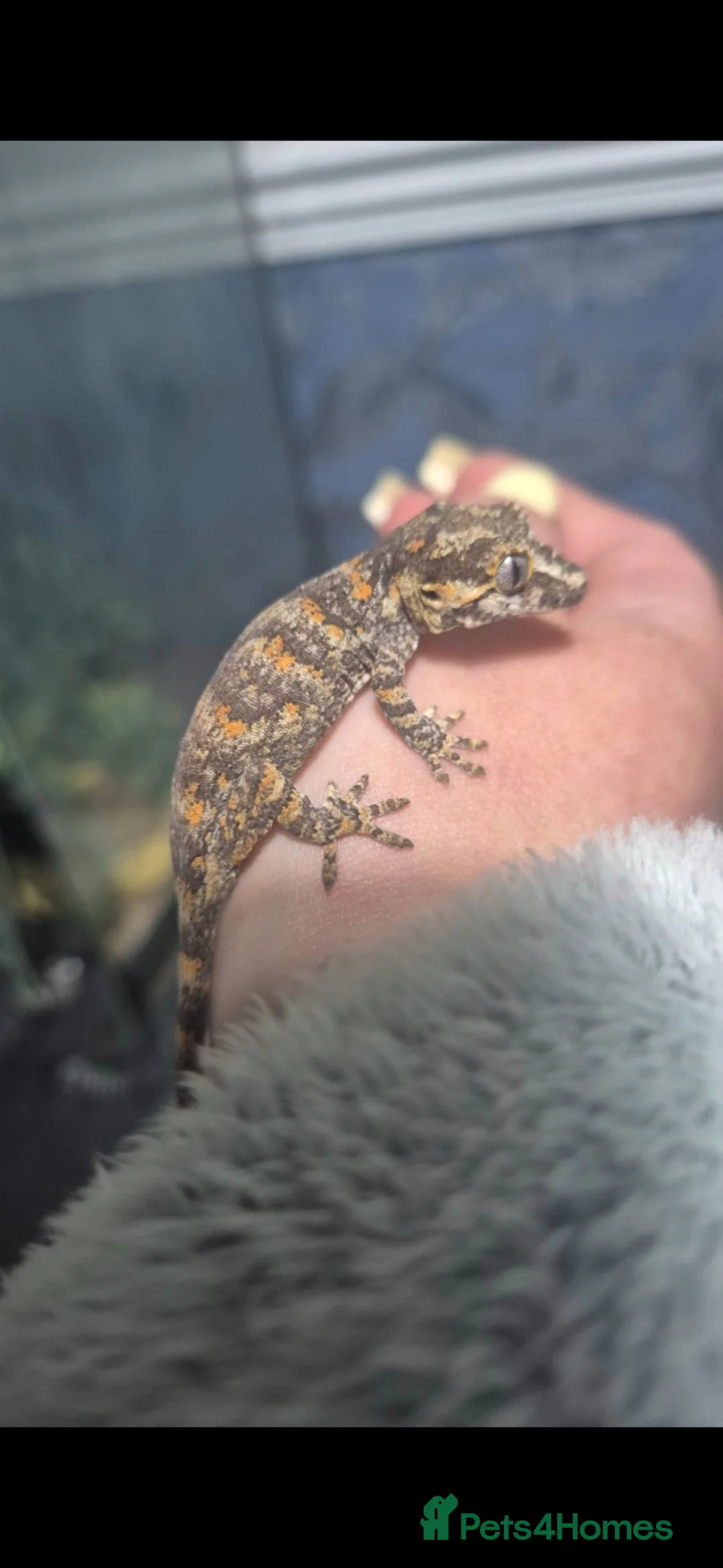 Gecko reptiles for sale: Baby gargoyle geckos and baby cresties lilys etx - Advert 2