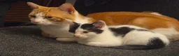 Mixed Breed cats for sale: Cheeky harlequin kittens - Advert 14